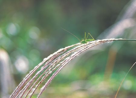 Animal Lifeの写真素材