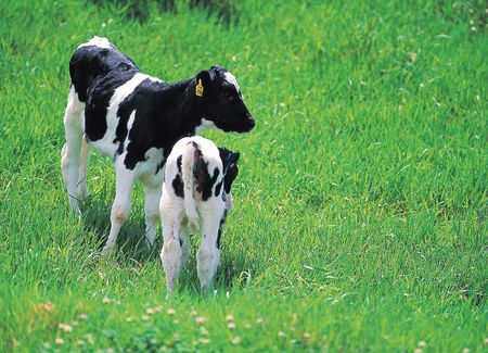 Animal Lifeの写真素材