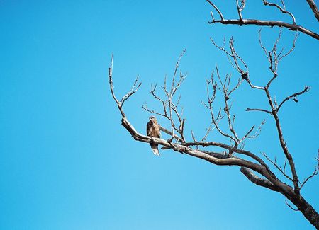 Animal Lifeの写真素材