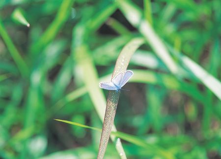 Animal Lifeの写真素材