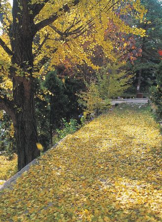 Nature Viewの写真素材