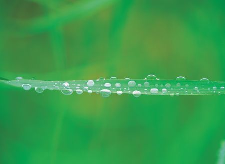 Plant Imageの写真素材