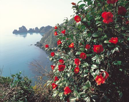 Nature Viewの写真素材