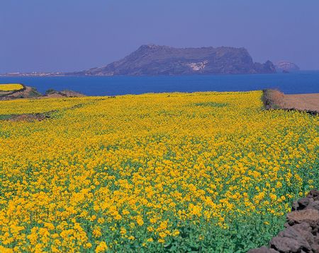 Nature Viewの写真素材