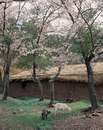 Nature Viewの写真素材