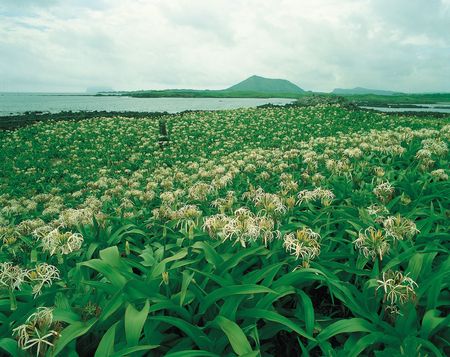 Nature Viewの写真素材