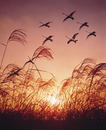 Nature Viewの写真素材