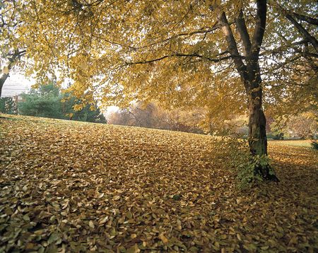Nature Viewの写真素材