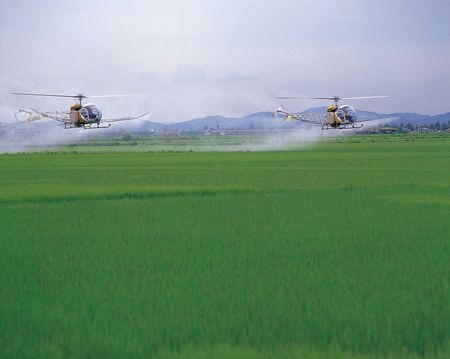 Rice Fieldの写真素材