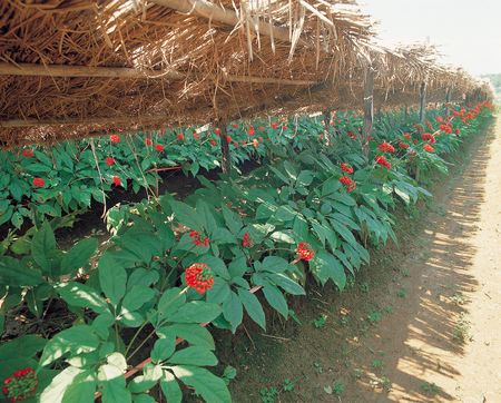 Country Viewの写真素材