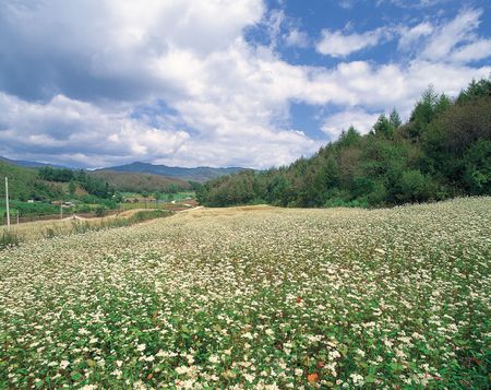 Country Viewの写真素材