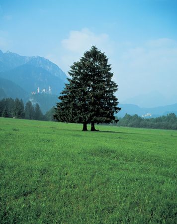 Pine Tree with Grassの写真素材
