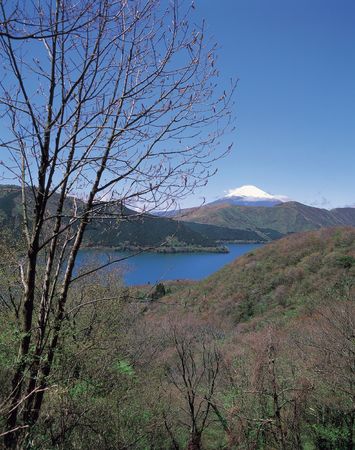 Bare Mountain with Treesの写真素材