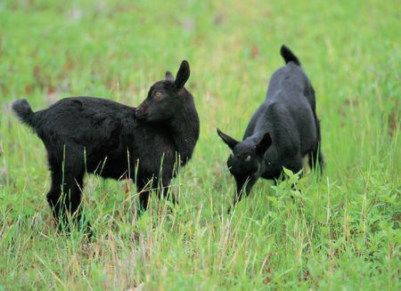 Goat on groundの写真素材