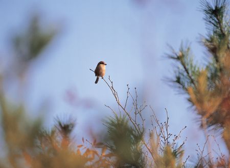 Bird on branchの写真素材