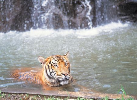 Tiger in waterの写真素材