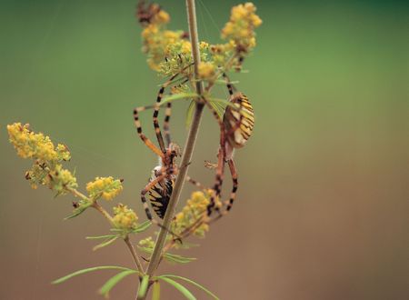 Spider on Caneの写真素材