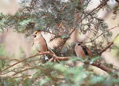 Birds with Plantの写真素材