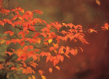 Maple with Cane