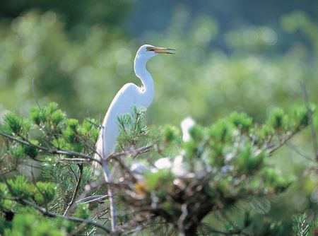 Bird on Treeの写真素材