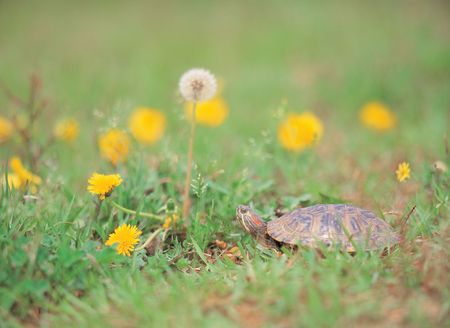 Turtle with Flowersの写真素材