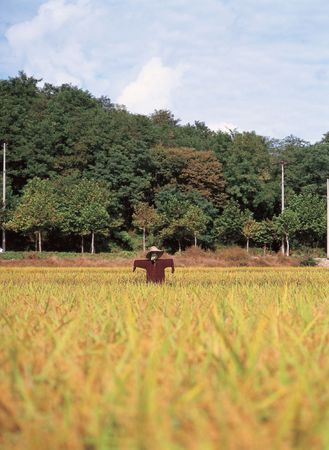 Scarecrow with Riceの素材 [FY310379119]