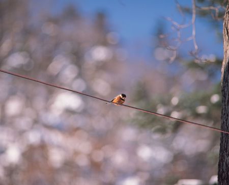 Line and Birdの写真素材