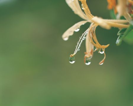 Dew and Flowerの写真素材