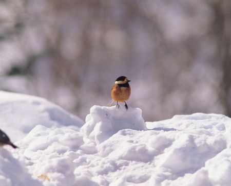 Snow and Bird