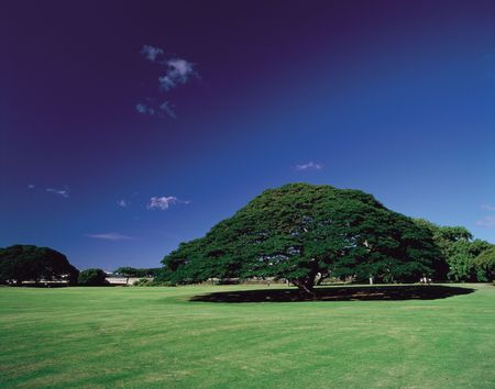 Tree with Groundの写真素材