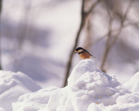 Bird above Snowの写真素材