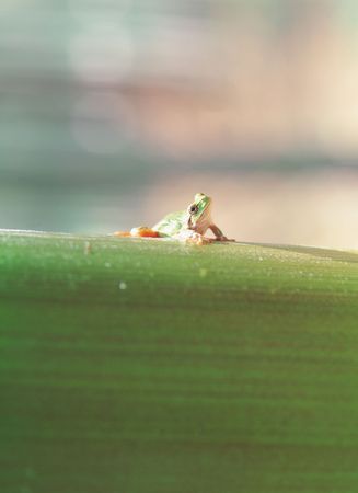 Frog on Branchの写真素材