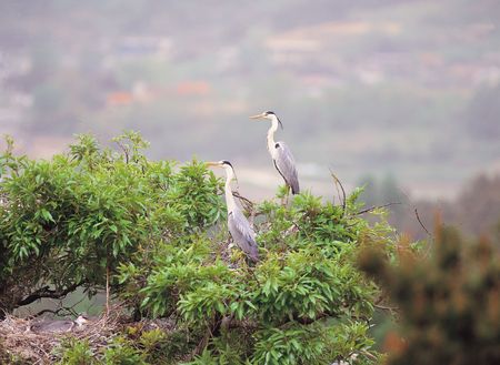 Bird by Leavesの写真素材