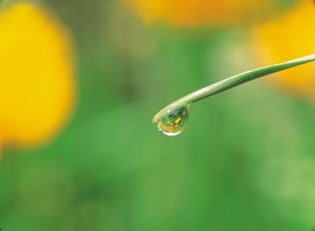 Leaf under Dewの写真素材