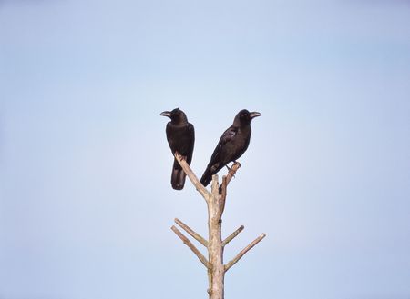 Crow and Caneの写真素材