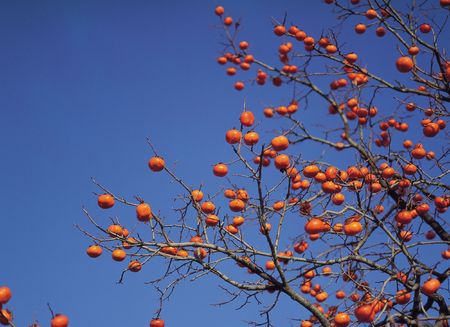 Persimmon and Treeの写真素材