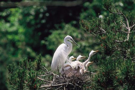 Branch below Birdの写真素材