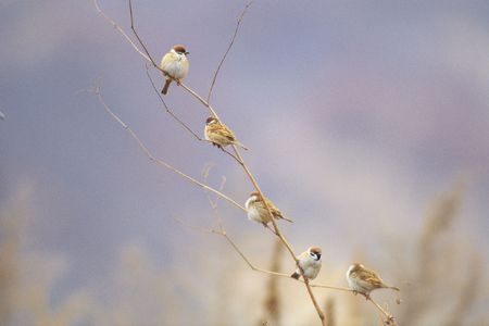 Branch below Birdsの写真素材