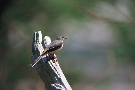 Tree below Birdの写真素材