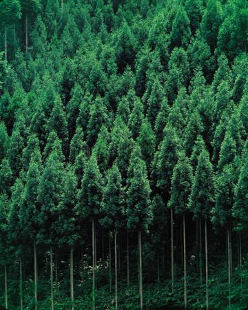 Trees above Grassの写真素材