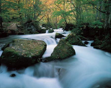 Moss over Rockの写真素材