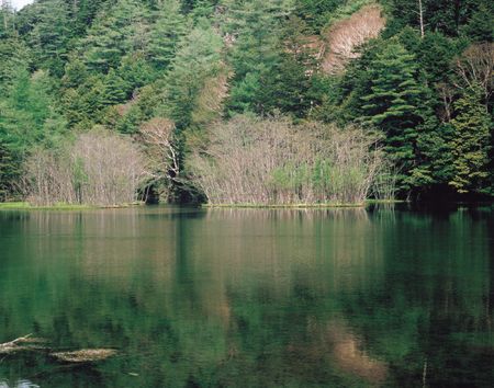 Forest beside Lakeの写真素材