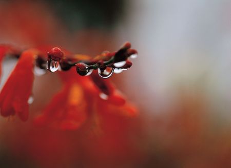 Nature Flowerの写真素材