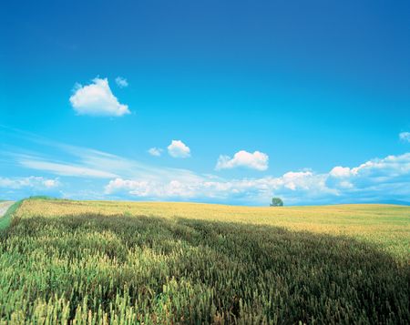 Plains Cropsの写真素材