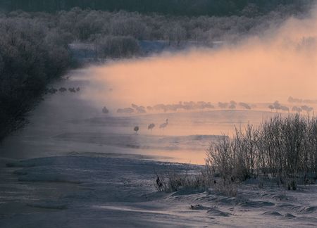 Misty Branchesの写真素材