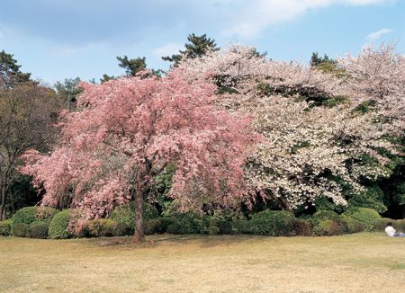 Picnic Flower Treeの写真素材