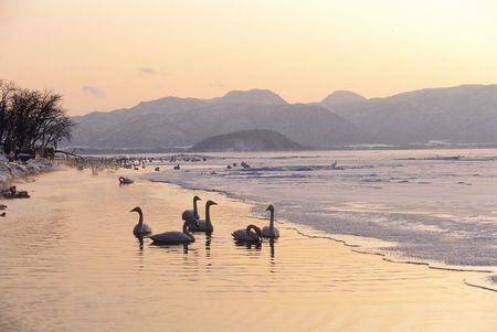 Birds on Coastの写真素材