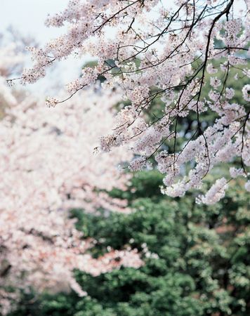 Flower Treesの写真素材