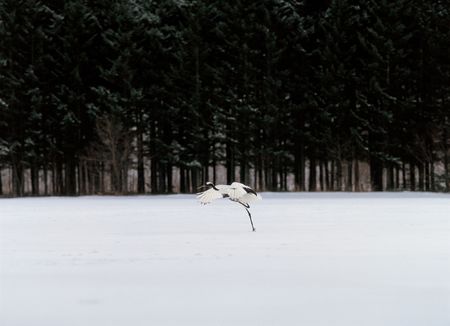 Bird in Snow Forestの写真素材