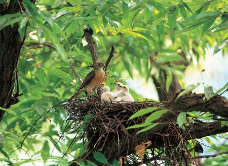 Nesting Birdsの写真素材